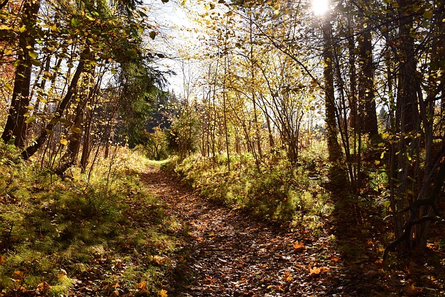 Free Nature Autumn photo and picture