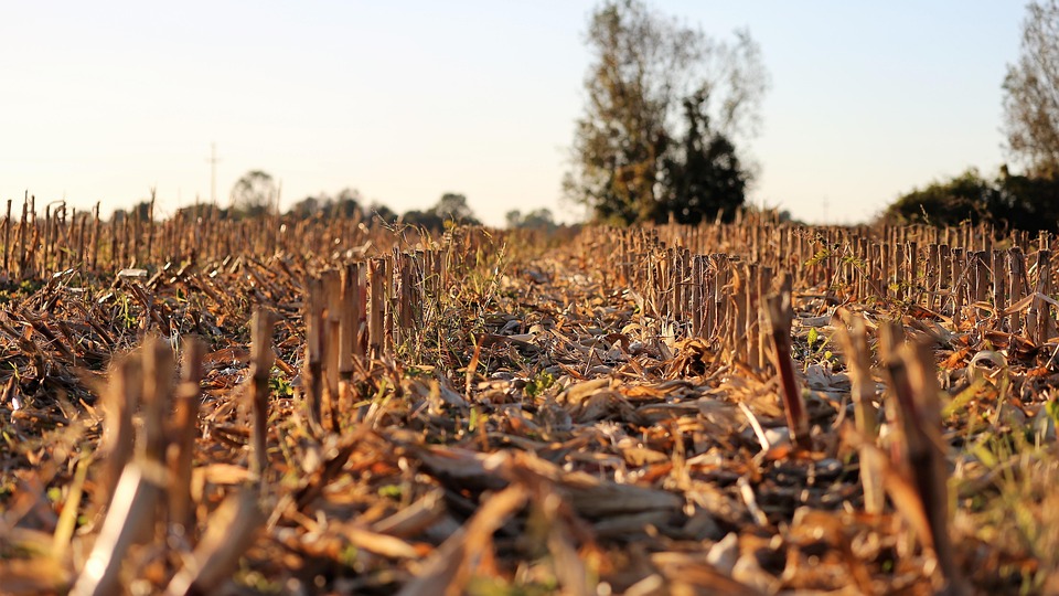 Mais Geerntet Lebensmittel Feld Kostenloses Foto Auf Pixabay