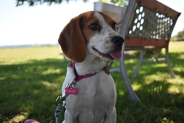 Free Dog Cute photo and picture