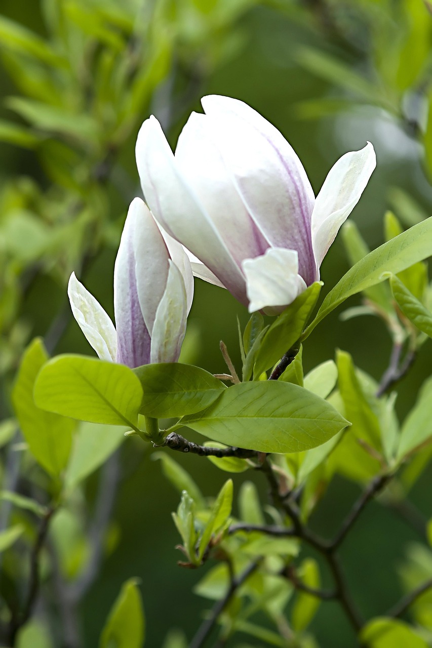 玉兰 花 树 - Pixabay上的免费照片 - Pixabay