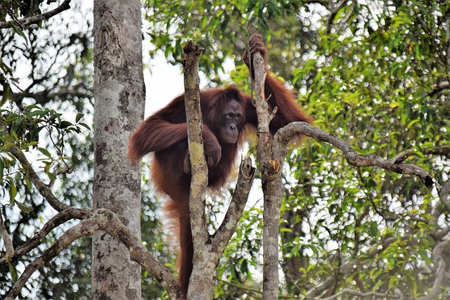 Free Orang Utan Kalimantan photo and picture