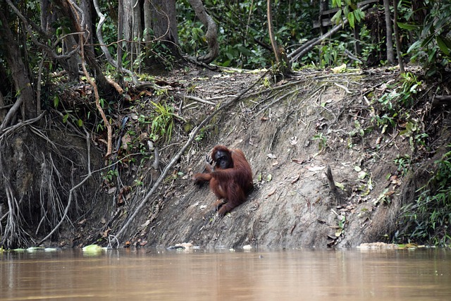 Free Borneo Orang Utan photo and picture