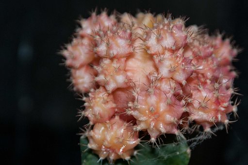 Free Little Cactus From My Back Yard photo and picture