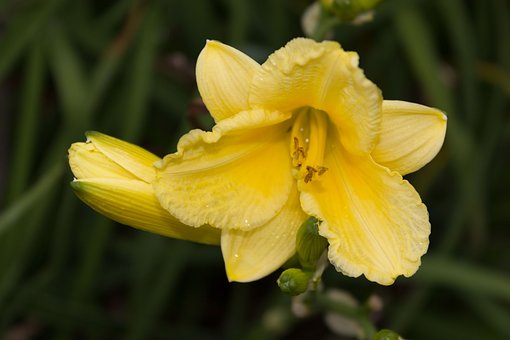 Free Yellow Beauty photo and picture
