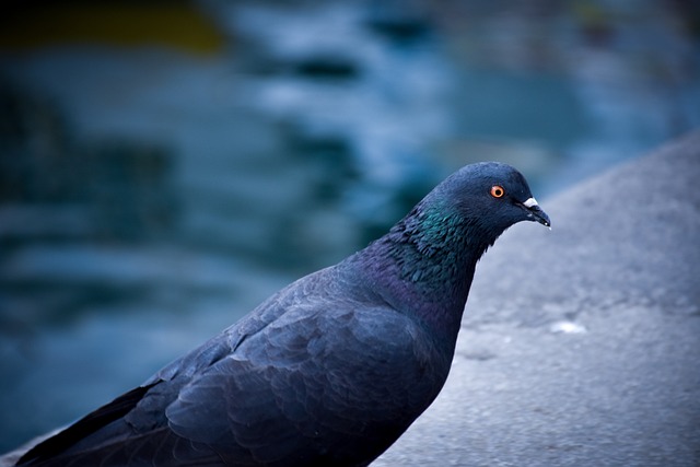 Paloma, Vogel, Tiere, Feder, Natur, Flug