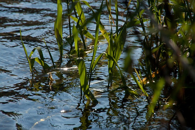 Free Water Grass photo and picture