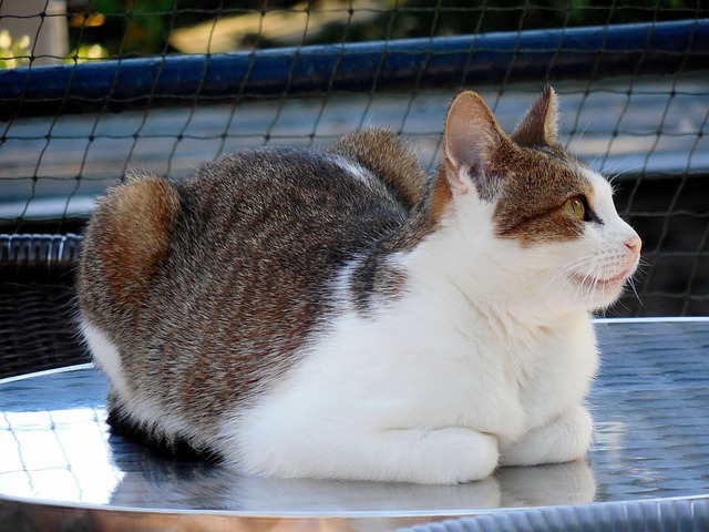 Free Cat View photo and picture