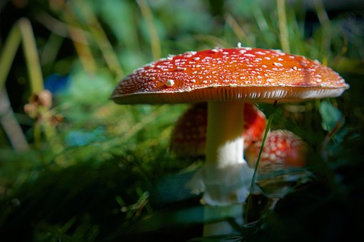 Free Toadstool Amanita Muscaria photo and picture