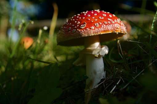 Free Toadstool Amanita Muscaria photo and picture