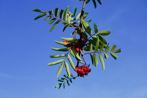 Free Rowanberry Rowan photo and picture