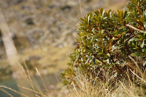 Free Rust-Leaved Alpine Rose photo and picture
