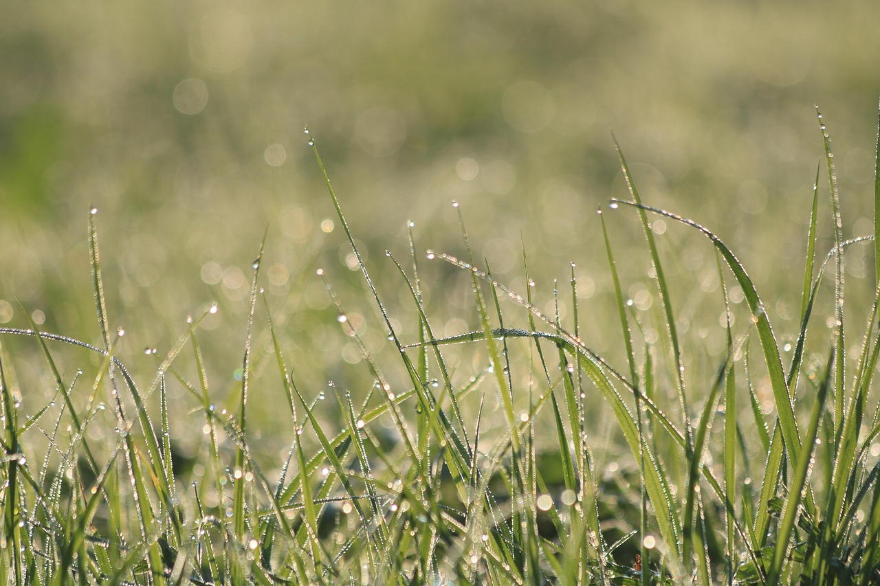 Grass - free online jigsaw puzzle photo
