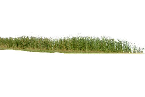 Free Grass Grass No Background photo and picture