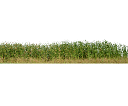 Free Grass Grass No Background photo and picture