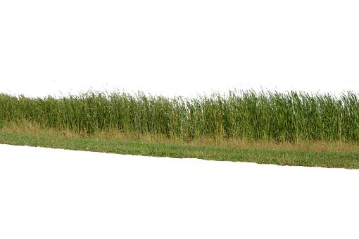Free Grass Grass No Background photo and picture