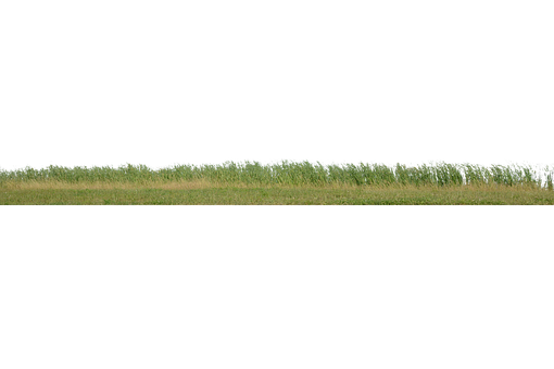 Free Grass Grass No Background photo and picture