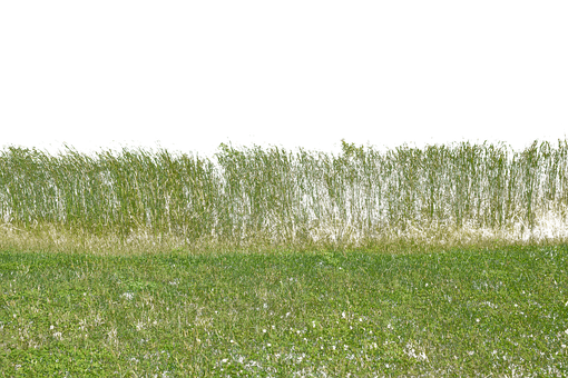 Free Grass Grass No Background photo and picture