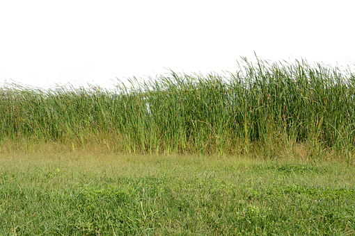 Free Grass Grass No Background photo and picture