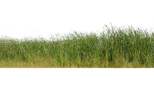 Free Grass Grass No Background photo and picture