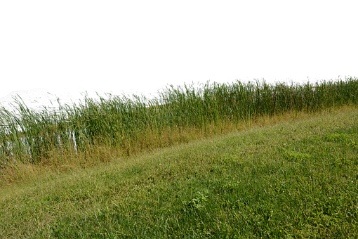Free Grass Grass No Background photo and picture