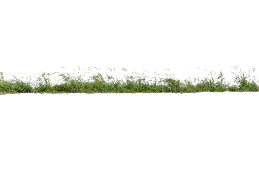 Free Grass Grass No Background photo and picture