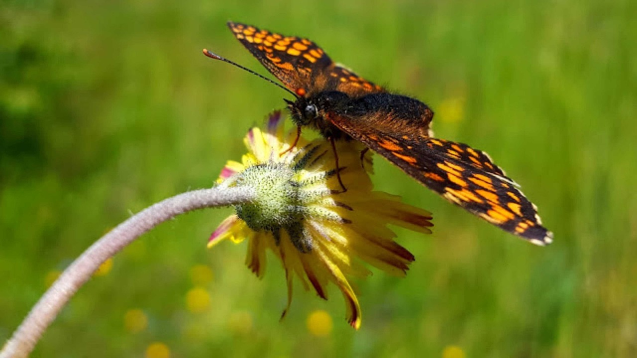 大自然蝴蝶 butterfly-3713756_1280.jpg