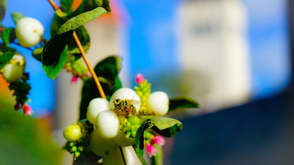 Free Bee Macro photo and picture