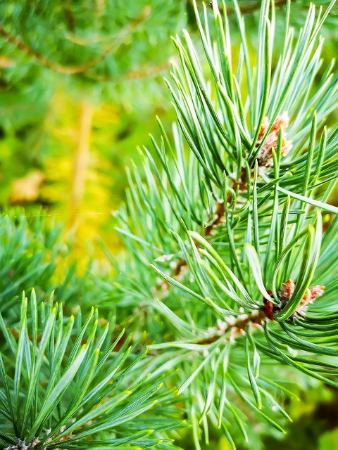 Træ, Fyrretræ, Efterår, Natur