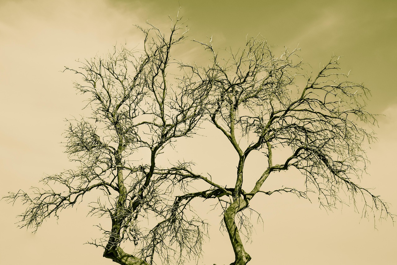 Tree Branches Nature Free photo on Pixabay Pixabay
