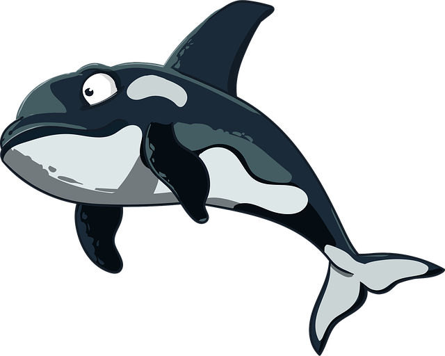 Orca, Kit, Delfin, Pattedyr, Killer