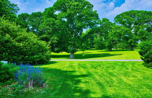 Stromy, Arboretum, Hdr, Krajina, Léto