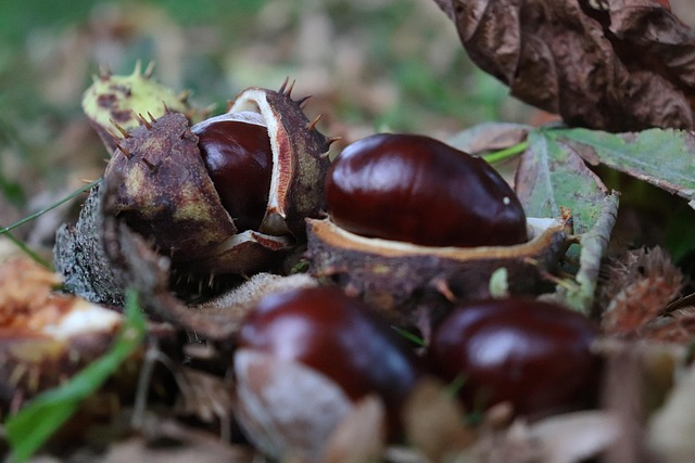 Kastanien, Herbst, Natur, Stachelig