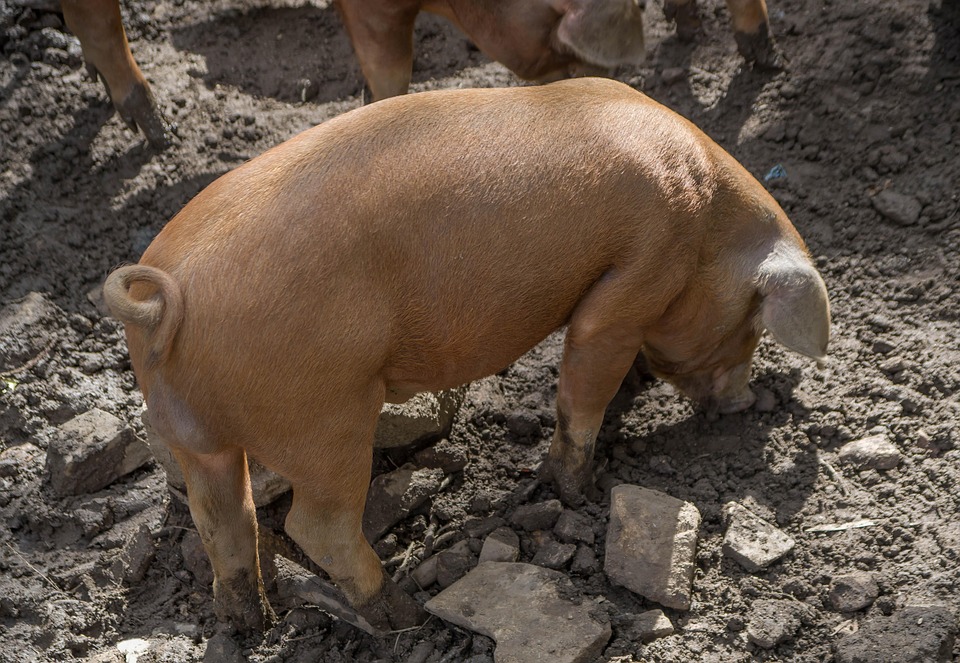Buffalo Bonanza: Pork Prices Soar to Record Highs as Shoppers Flock to Savor Do Son's Coveted Meat - News Directory 3