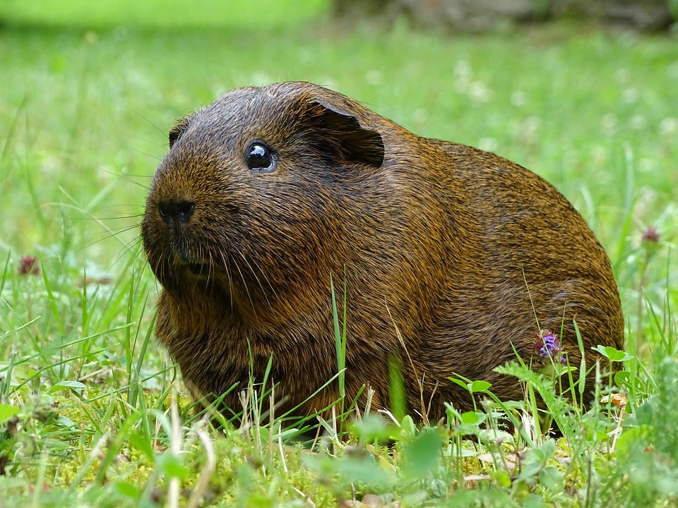 cobaya