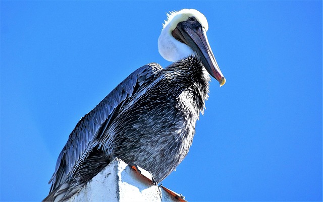 Free Bird Nature photo and picture