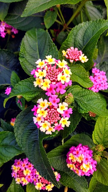 Bloem, Bloemen, Plantaardige, Natuur