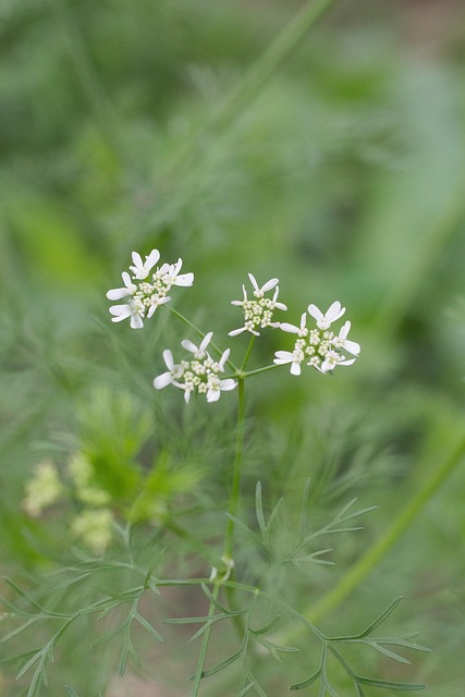 Free Coriander Cilantro I photo and picture