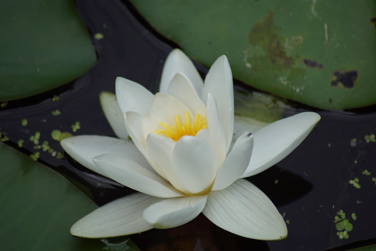 Seerose Wasserblume