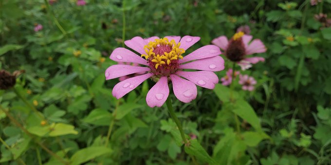 Free Flower Zenia photo and picture