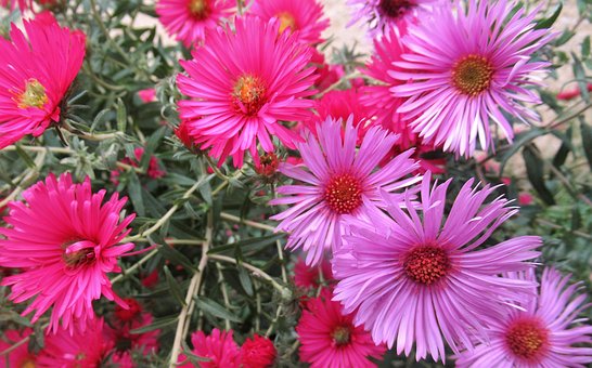 Free Autumn Nature photo and picture