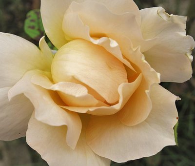 Free Flower Rose photo and picture
