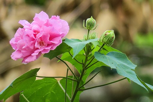 10以上の無料芙蓉花 花画像 Pixabay