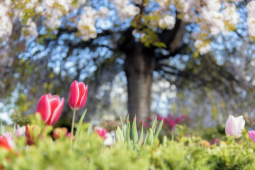 Free Tulip Red photo and picture