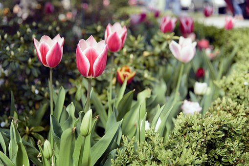 Free Tulip Flower Background photo and picture