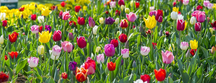 Free Tulip Red photo and picture