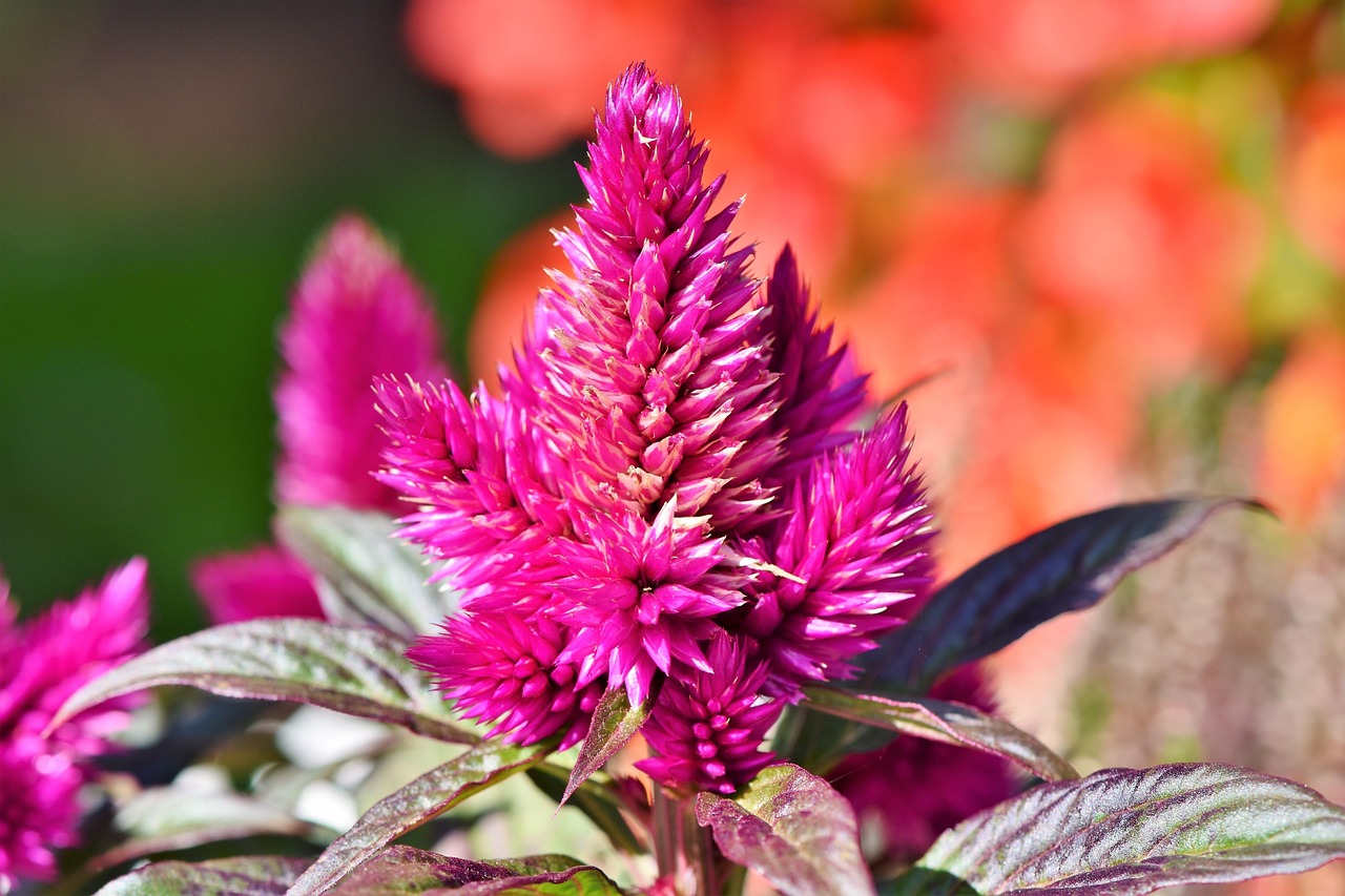 Celosie Celosia Argentea Cresta De Foto Gratis En Pixabay Pixabay