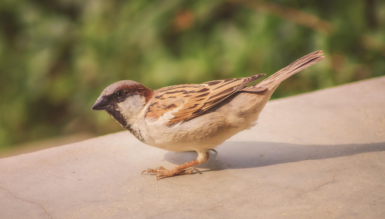 Sparrow - free online jigsaw puzzle photo