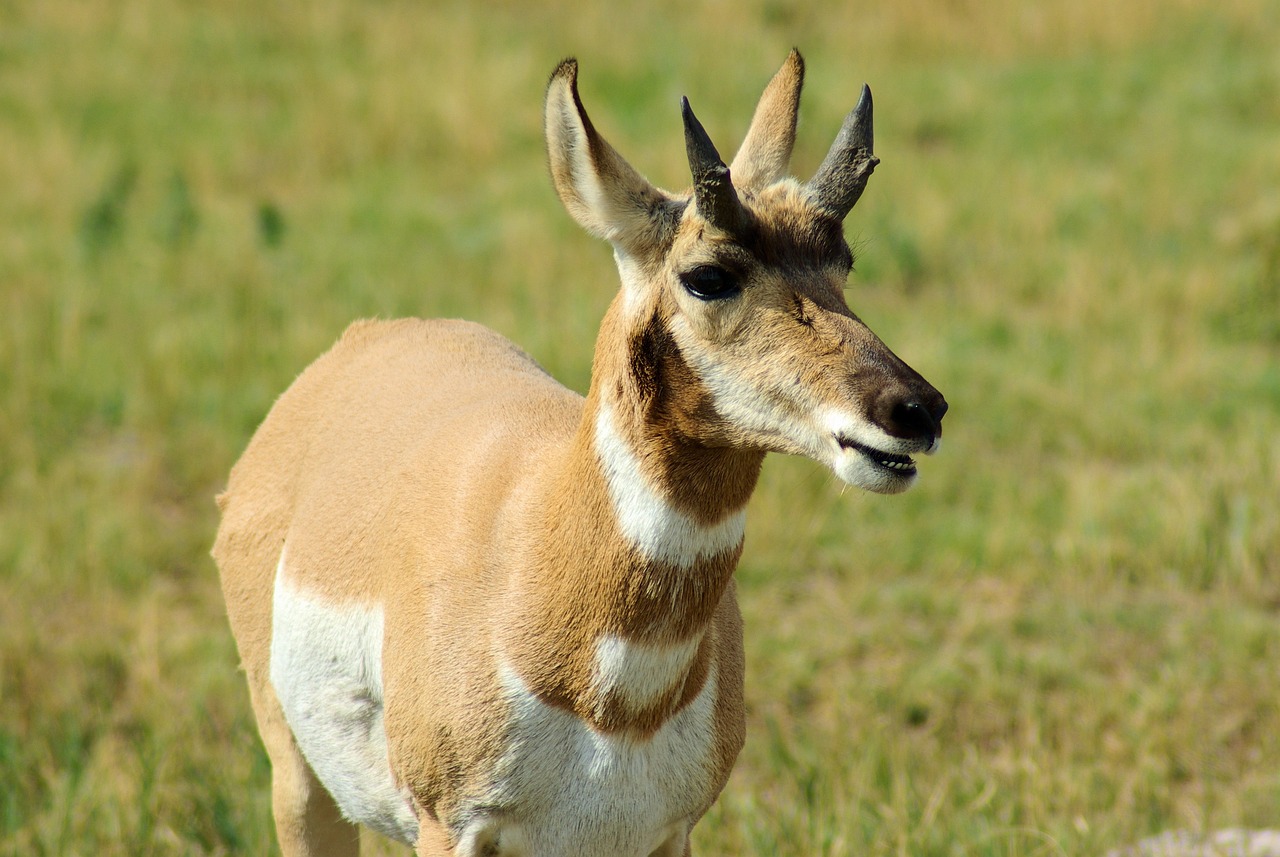20  Free Pronghorn Antelope Photos Pixabay