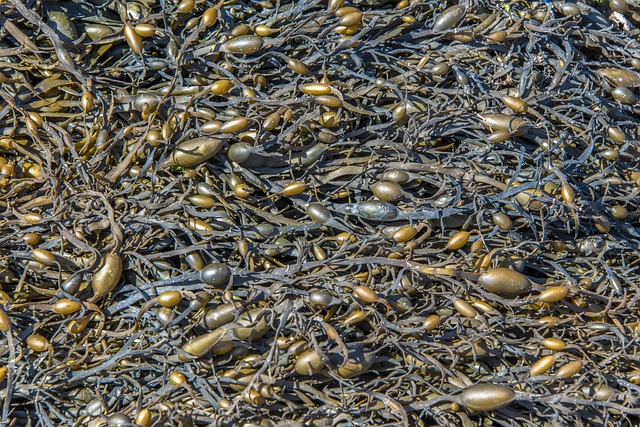 Free Texture Algae photo and picture