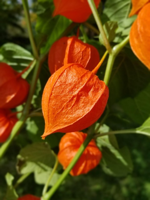 Chinese Lantern Flower Orange - Free photo on Pixabay - Pixabay